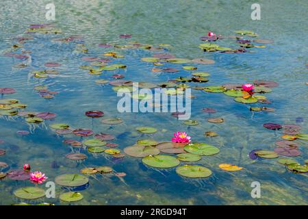 blooming white and pink lotus flowers in the pond. Colorful water lily or lotus flower. Water lilies on top of a pond. Stock Photo