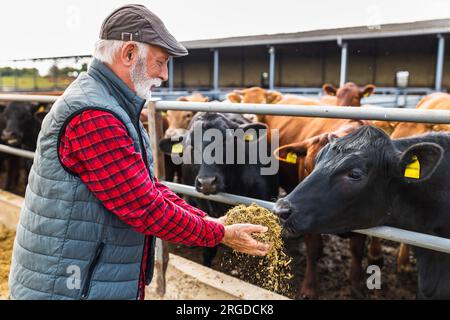 Mature farmer feeding black angus cattle on ranch Stock Photo - Alamy