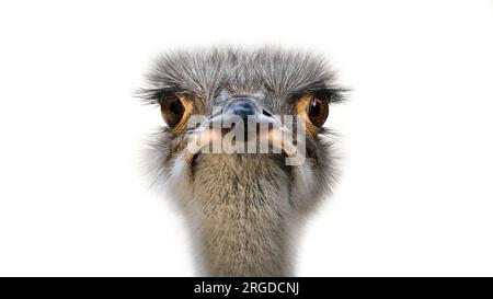 A minimalistic close-up portrait of the common ostrich ( Struthio Camelus ) looking into the camera, white background, copy space, negative space Stock Photo