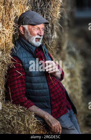 Mature farmer with vest and cap leaning on straw bales in barn and resting after work with cattle Stock Photo