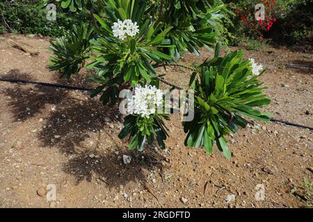 A flowering Pacypodium eburneum shrub with white flowers and oblong green leaves at the Koko Crater Botanical Garden in Honolulu, Oahu, Hawaii, USA Stock Photo