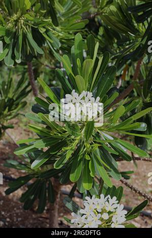 A flowering Pacypodium eburneum shrub with white flowers and oblong green leaves at the Koko Crater Botanical Garden in Honolulu, Oahu, Hawaii, USA Stock Photo