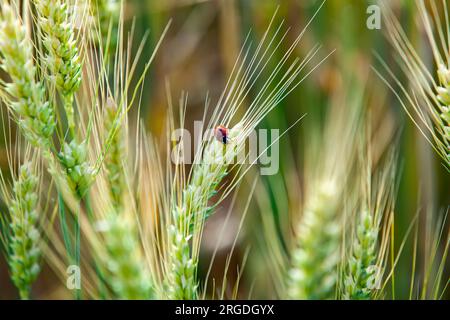 Ladybug on a wheat ear. Green wheat, waiting for the harvest. Сlose-up, selective focus. Stock Photo