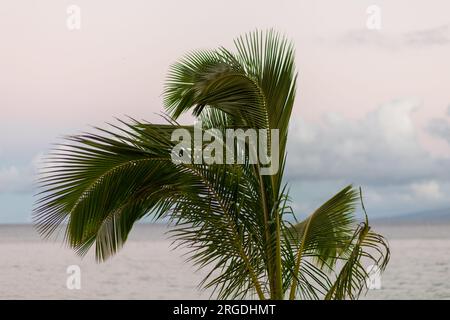 Palm Tree Blowing in Wind on Kaanapali Beach, Maui, Hawaii Stock Photo