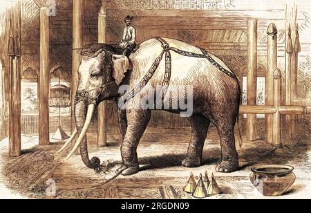 https://l450v.alamy.com/450v/2rgdn09/sketches-in-burmah-burma-modern-day-myanmar-with-the-recently-caught-sacred-white-elephant-given-to-the-king-depicted-though-the-iln-correspondent-calls-it-as-great-a-fraud-as-barnums-white-elephant-there-were-a-few-muddy-patches-on-its-skin-and-some-white-hairs-probably-from-age-but-the-king-is-wild-with-joy-2rgdn09.jpg