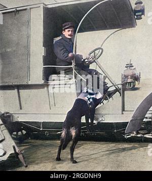 A canine Red Cross worker attached to a French motor ambulance during World War I. Trained dogs were not only used to hunt for the wounded in outlying parts of the battlefield, but also to enter the fiery zone in battle. Each bored a Geneva red cross badge and carried on its chest a little case with stimulants and first aid requisites. Stock Photo