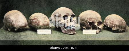 Five skulls, found at Winchester. When this picture was published in The Tatler in 1901, the central skull was believed to be that of Alfred the Great,and the others those of his family. Stock Photo