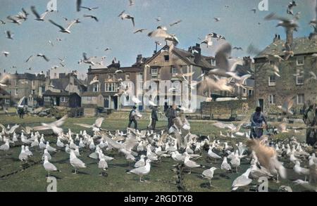 A flock of seagulls on a street in St Ives, Cornwall. Stock Photo