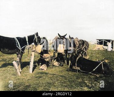 Mules stabled in the open air wearing their nosebags, on the Western Front in France during World War One. Stock Photo