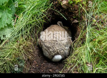 Wild bunny rabbit digging out a burrow in the grass and soil with ...