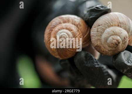grape snail.Two large grape snails in black gloved hand in a summer garden. Slugs and snails. insects in the garden. Stock Photo