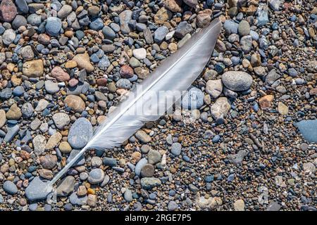 Single gull feather found on the gravel beach at Point Pelee National Park. Stock Photo
