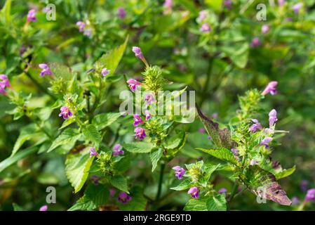 Galeopsis tetrahit, common hemp-nettle meadow  flowers closeup selective focus Stock Photo