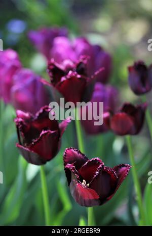 Purple tulips Stock Photo