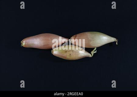 Picture of three isolated shallots on a black background. The shallot is a botanical variety of the onion. Until 2010, the shallot was classified as a Stock Photo