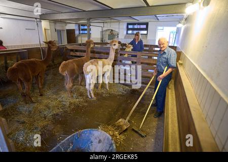 Marienrachdorf, Germany. 08th Aug, 2023. Resident Günter Schütz cleans the alpaca stable. On the farm, people are supposed to participate in everyday life. On a farm near Koblenz, seniors in need of care form a residential community with alpacas, cattle and pigs. The unusual concept is well received. Credit: Thomas Frey/dpa/Alamy Live News Stock Photo