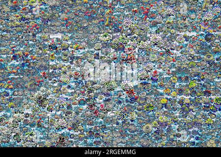 Highly detailed and colorful abstract closeup of succulent garden, digitally enhanced Stock Photo