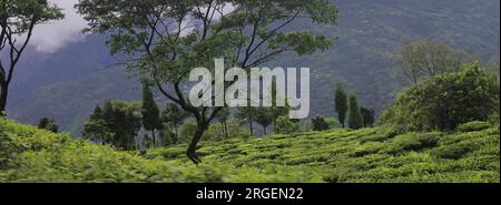 lush green tea garden and mountainscape of himalayan foothills from tingling view point at mirik near darjeeling hill station in west bengal, india Stock Photo