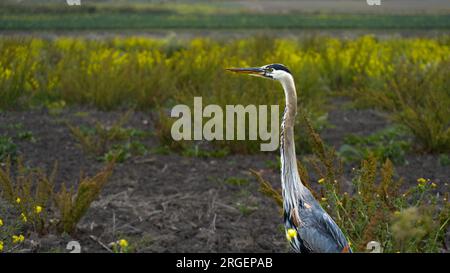Great blue heron standing near the coast trail in Half Moon Bay. Stock Photo
