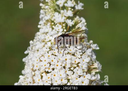 Male Hornet mimic hoverfly (Volucella zonaria), family Syrphidae on white flowers of a summer lilac (Buddleja davidii). Dutch garden, Summer, August. Stock Photo