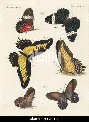 Red cracker butterfly, Hamadryas amphinome 1, Androgeus swallowtail, Papilio androgeus 2, and Lena pierella, Pierella lena 3. Dorsal and ventral. Papilio amphinomus, Papilio polycaon, Papilio lena. Handcoloured copperplate engraving from Carl Bertuch's Bilderbuch fur Kinder (Picture Book for Children), Weimar, 1810. A 12-volume encyclopedia for children illustrated with almost 1,200 engraved plates on natural history, science, costume, mythology, etc., published from 1790-1830. Stock Photo