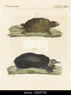 Blanding's turtle, Emydoidea blandingii, endangered 1, and Florida softshell turtle, Apalone ferox 2. La Tortue jaune, Testudo flava, La Tortue molle, Testudo ferox. Handcoloured copperplate engraving by T. Goetz from Carl Bertuch's Bilderbuch fur Kinder (Picture Book for Children), Weimar, 1810. A 12-volume encyclopedia for children illustrated with almost 1,200 engraved plates on natural history, science, costume, mythology, etc., published from 1790-1830. Stock Photo