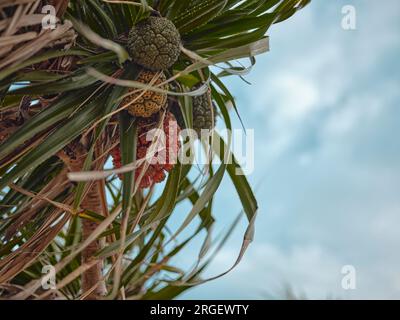Raw fruit have green hanging on tree of Seashore screwpine planted on the beach near Toei Ngam Beach , Sattahip , Chonburi , THAILAND Stock Photo