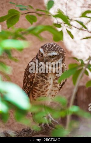 Living Desert Zoo Gardens State Park in New Mexico Stock Photo