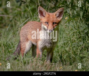 A beautiful fox out and about in the country. Hampshire, England: PLAYFUL images captured in Hampshire show two young foxes playing and teasing each o Stock Photo