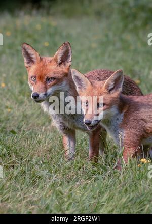 Foxes are widespread and quite common throughout Britain, and a surprising number live in towns.. Hampshire, England: PLAYFUL images captured in Hamps Stock Photo