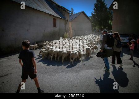 Vernet, France. 08th Aug, 2023. Numerous people accompany the transhumance, as the flock crosses the village of Le Vernet, France on August 8th, 2023, Illustration of the transhumance festival in the village of Le Vernet, in the Alpes de Haute-Provence departement, France. Photo by Thibaut Durand/ABACAPRESS.COM Credit: Abaca Press/Alamy Live News Stock Photo