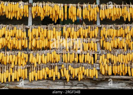 Corn cobs maize hanging out to dry outside a house in village of Cenlle, Galicia, Spain Stock Photo