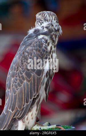 An Arabian Falcon sitting on perch pad in Desert of Dubai UAE Stock Photo