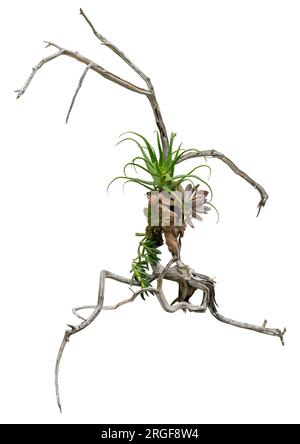 Plant arrangement including some succulent plants on dry twigs isolated in white back Stock Photo