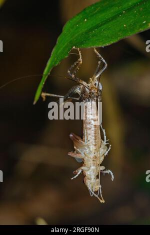 A Katydid is molting in the cloudforest of Bosque de Paz, Costa Rica ...