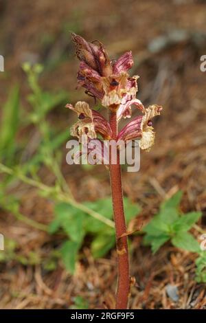 Natural closeup on a parasitic Thyme Broomrape , Orobanche alba, in the Austrian alps Stock Photo