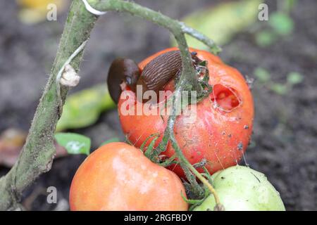 A shellless snail, slug (Spanish Slug or Lusitanian Slug, Arion lusitanicus) eating a red tomato in a home garden. Stock Photo