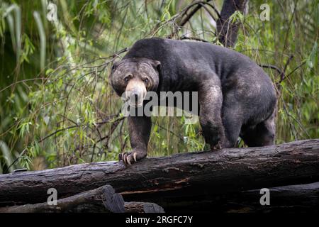 A lone Sun bear(Helaarctos malaynus) is pacing along a forest log looking at the camera on its way around the Stock Photo
