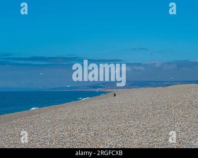 Seagulls flying and person sitting on the vast stretch of pebble beach, Chesil beach, on the South West coast of England, Dorset, England, UK. Stock Photo