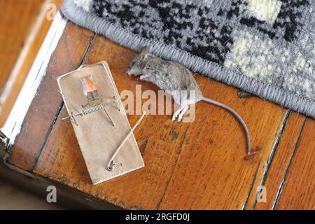 Dead mouse caught in a trap in a house, apartment. Stock Photo