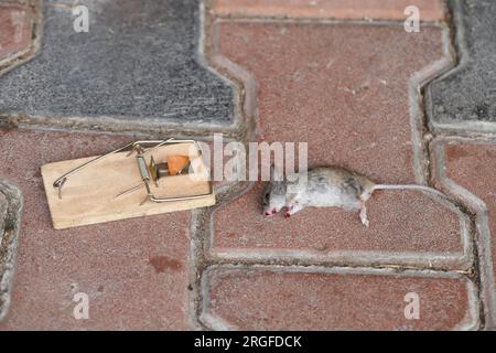 Dead mouse caught in a trap in a house, apartment. Stock Photo