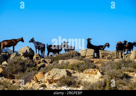 View of various goats on the island of Ios Greece Stock Photo