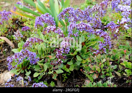 Siempreviva de Fariones (Limonium puberulum) is a little shrub endemic od Lanzarote and Fuerteventura islands, Canary Islands, Spain. Stock Photo