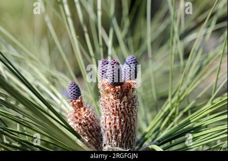 Pino canario or Canary Island pine (Pinus canariensis) is a tree endemic of Gran Canaria, Tenerife, La Gomera, La Palma and El Hierro Islands (Canary Stock Photo