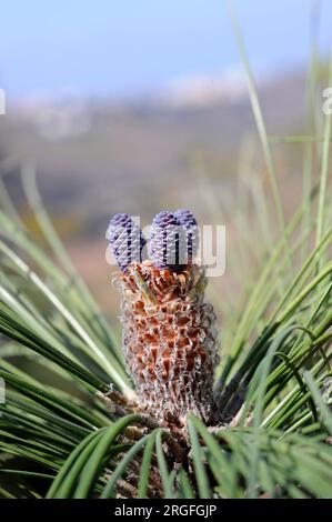 Pino canario or Canary Island pine (Pinus canariensis) is a tree endemic of Gran Canaria, Tenerife, La Gomera, La Palma and El Hierro Islands (Canary Stock Photo