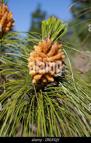 Pino canario or Canary Island pine (Pinus canariensis) is a tree endemic of Gran Canaria, Tenerife, La Gomera, La Palma and El Hierro Islands (Canary Stock Photo