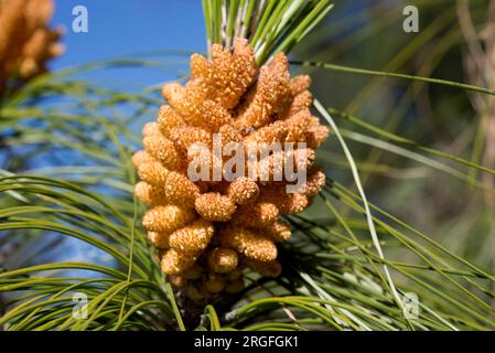 Pino canario or Canary Island pine (Pinus canariensis) is a tree endemic of Gran Canaria, Tenerife, La Gomera, La Palma and El Hierro Islands (Canary Stock Photo