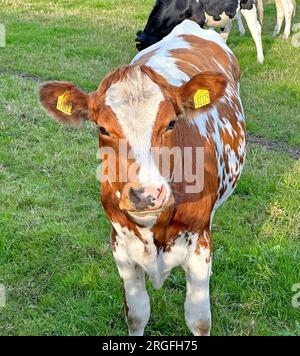 Brown and white diary cattle calf cow, tagged on a farmers, field, Hatton, Cheshire, England, UK, WA4 4DA Stock Photo