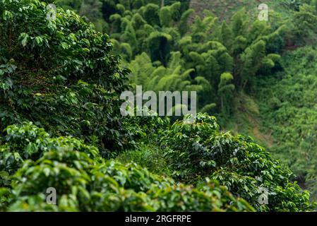 Coffee farm fields in Chinchina, Caldas, Colombia - stock photo Stock Photo