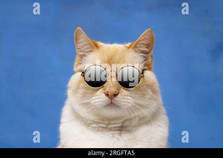 Portrait of a red cat in black glasses on a blue background Stock Photo